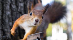 jak zamówić przytulasa?