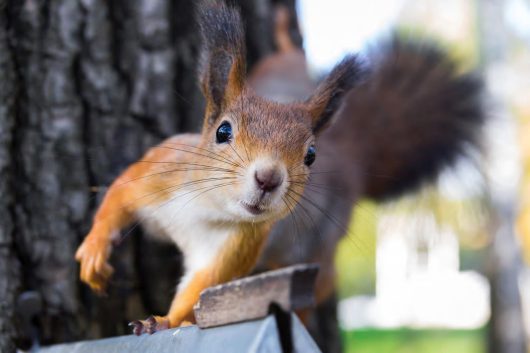 jak zamówić przytulasa?
