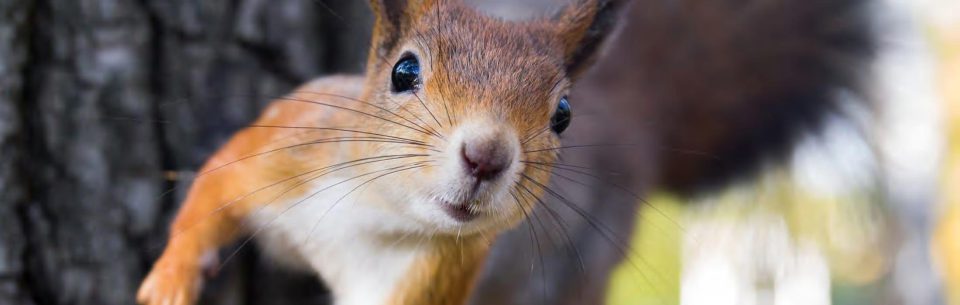 jak zamówić przytulasa?